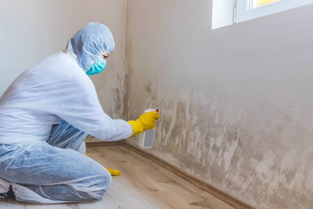 Licensed Basement Mold Removal service in Marshall, MN - WQB Mold Removal
