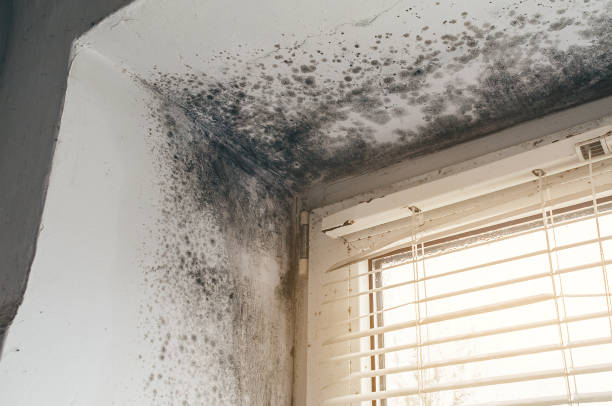 Affordable Basement Mold Removal solutions in Marshall, MN